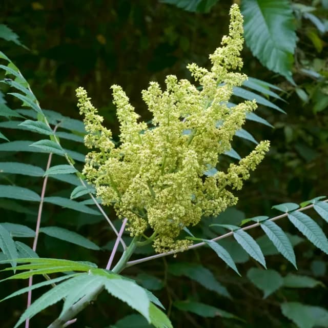 RHUS GLABRA BARK EXTRACT 대표 사진