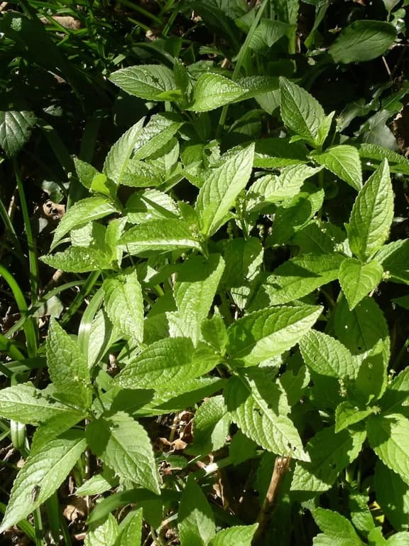 MERCURIALIS PERENNIS EXTRACT Photo