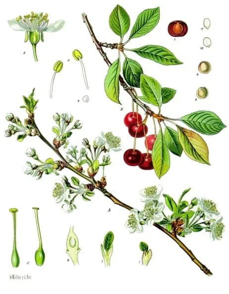 PRUNUS CERASUS FRUIT 대표 사진