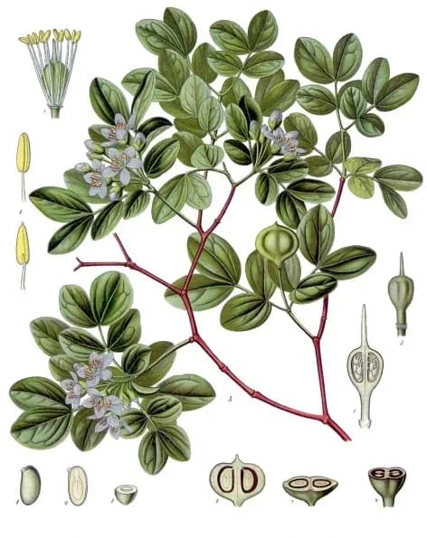 GUAIACUM OFFICINALE WOOD OIL Photo