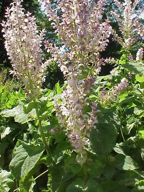 SALVIA SCLAREA EXTRACT 대표 사진