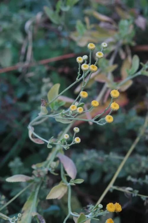 CHRYSANTHEMUM BALSAMITA LEAF EXTRACT Photo