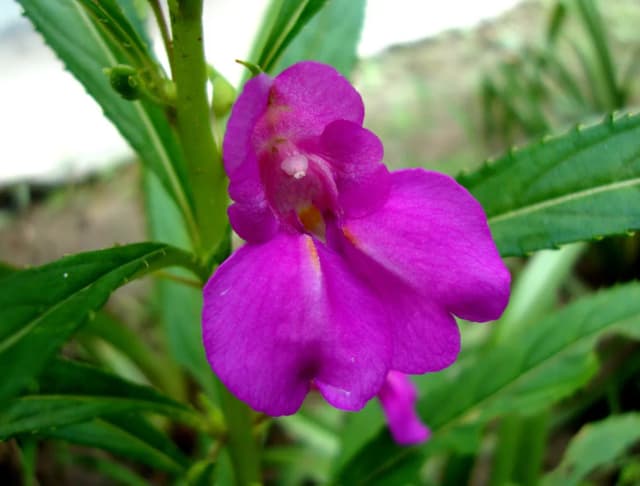 봉선화잎추출물 대표 사진