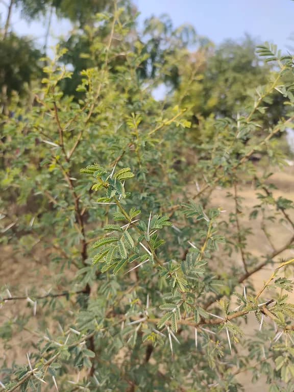 ACACIA ARABICA BARK POWDER Photo