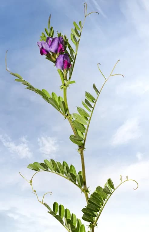 살갈퀴추출물 대표 사진