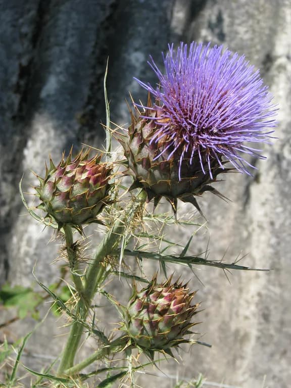 CYNARA CARDUNCULUS SEED OIL 대표 사진