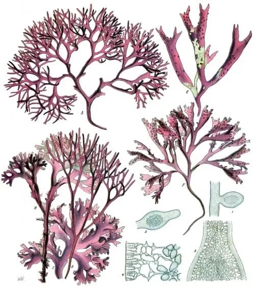 FUCUS CRISPUS THALLE OIL 대표 사진