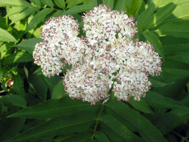 SAMBUCUS EBULUS FRUIT EXTRACT 대표 사진