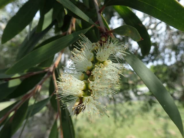 MELALEUCA QUINQUENERVIA OIL Photo