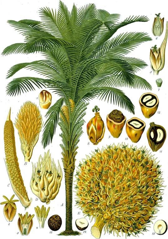 Palm kernel oil 대표 사진