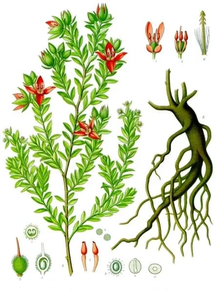 KRAMERIA TRIANDRA ROOT EXTRACT 대표 사진
