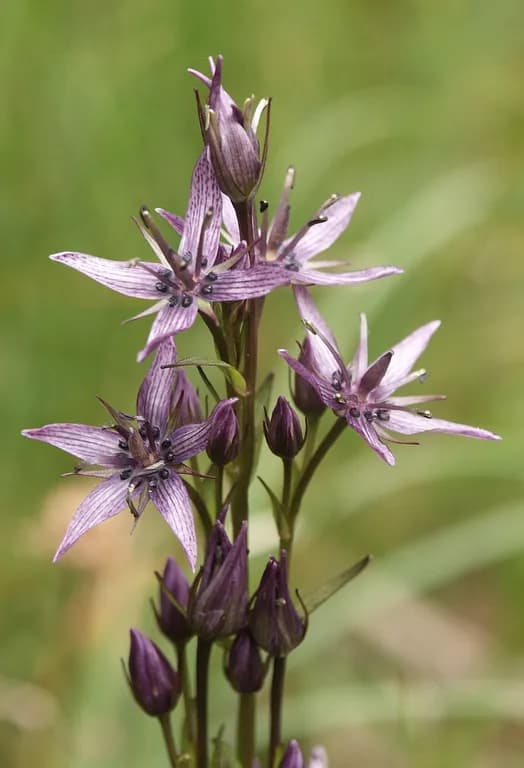 SWERTIA CHIRATA EXTRACT 대표 사진