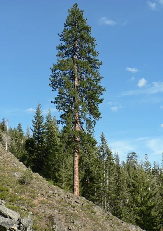 PINUS PONDEROSA BRANCH/LEAF OIL Photo