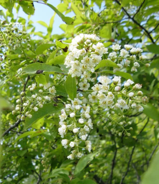 PRUNUS VIRGINIANA BARK EXTRACT 대표 사진