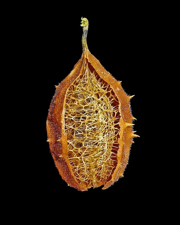 LUFFA OPERCULATA EXTRACT 대표 사진