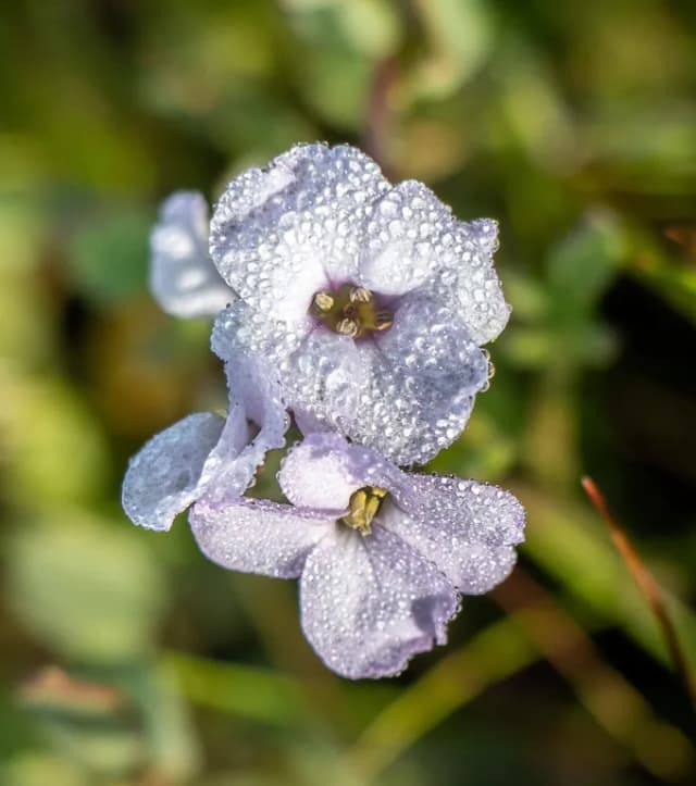 씨로켓추출물 대표 사진