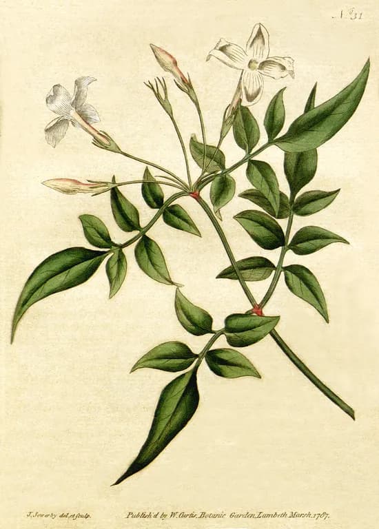 JASMINUM OFFICINALE FLOWER 대표 사진