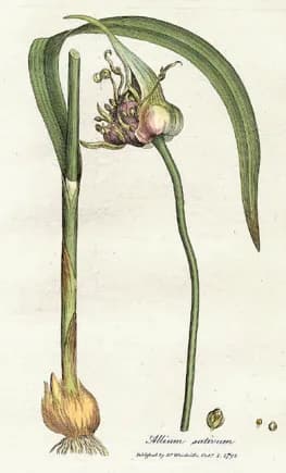 ALLIUM SATIVUM BULB OIL 대표 사진