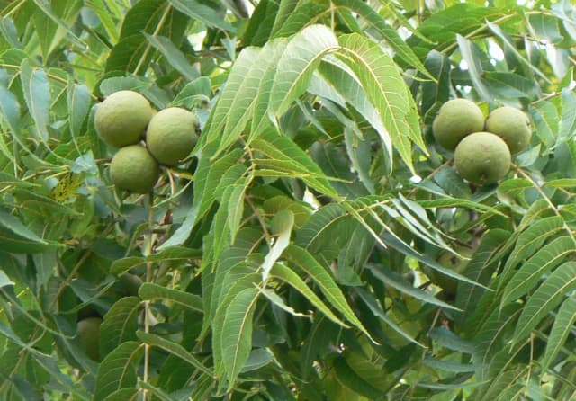 JUGLANS NIGRA BARK EXTRACT 대표 사진