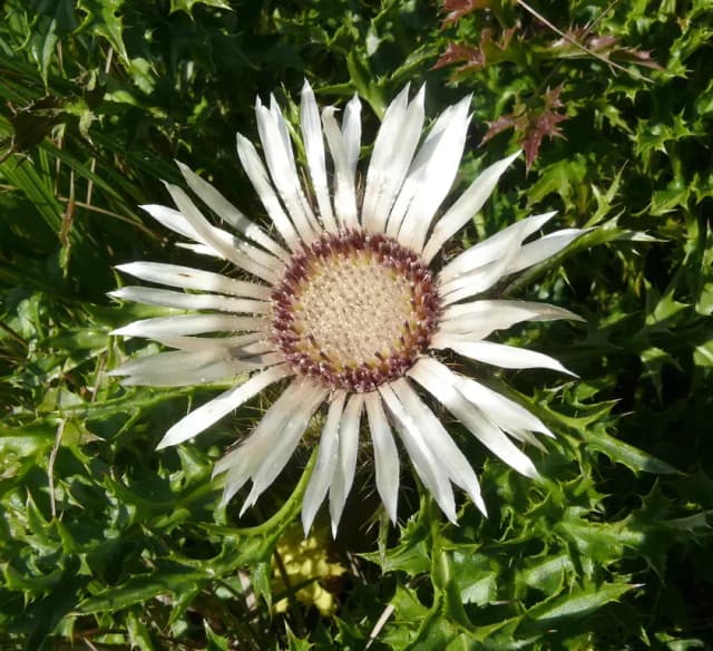 CARLINA ACAULIS ROOT EXTRACT 대표 사진
