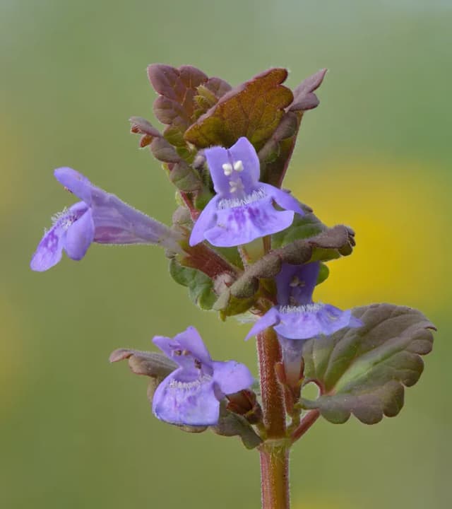 GLECHOMA HEDERACEA EXTRACT 대표 사진