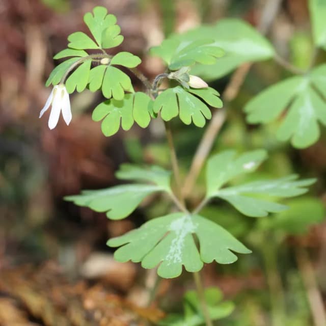 SEMIAQUILEGIA ADOXOIDES ROOT EXTRACT Photo