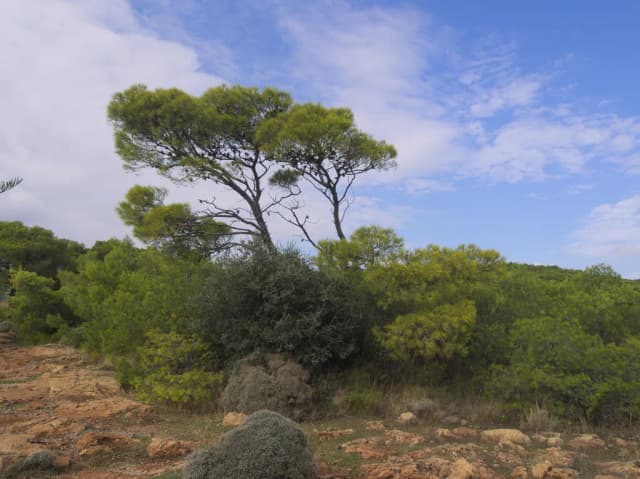 PINUS HALEPENSIS BRANCH/LEAF OIL 대표 사진
