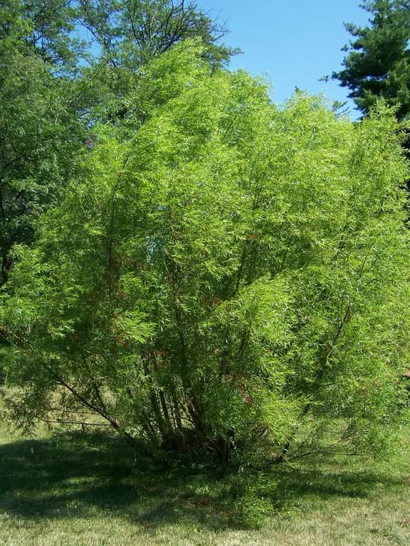 SALIX NIGRA BARK EXTRACT 대표 사진