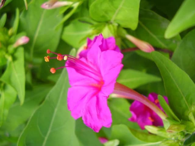 MIRABILIS JALAPA EXTRACT 대표 사진