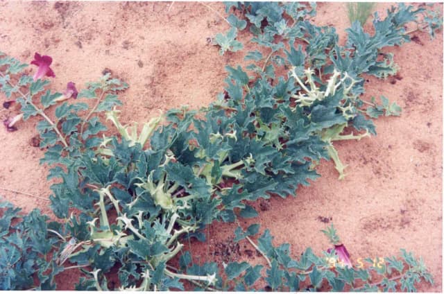 HARPAGOPHYTUM PROCUMBENS ROOT EXTRACT 대표 사진