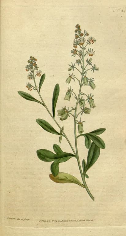 Reseda odorata, ext. 대표 사진