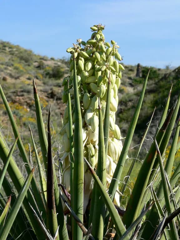 YUCCA SCHIDIGERA FRUIT 대표 사진