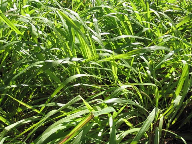 CYMBOPOGON WINTERIANUS HERB OIL 대표 사진