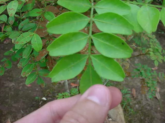 PILOCARPUS MICROPHYLLUS LEAF EXTRACT 대표 사진