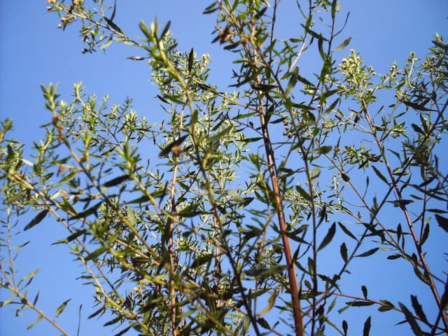 BACCHARIS DRACUNCULIFOLIA HERB OIL Photo