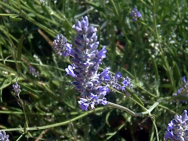 LAVANDULA LATIFOLIA HERB OIL Photo