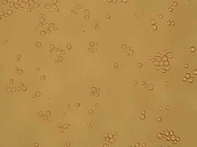 TORULASPORA DELBRUECKII EXTRACT 대표 사진