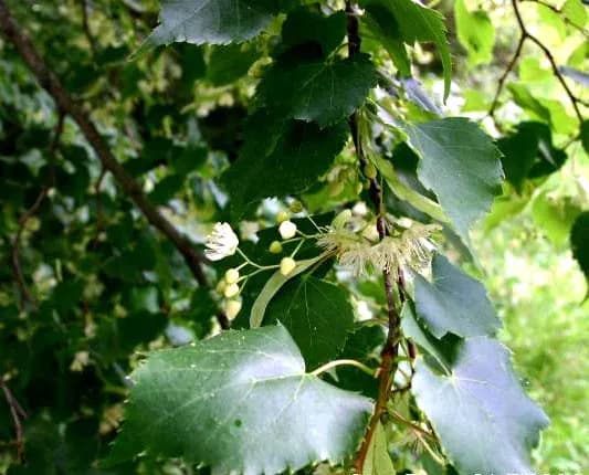 TILIA CORDATA OIL Photo