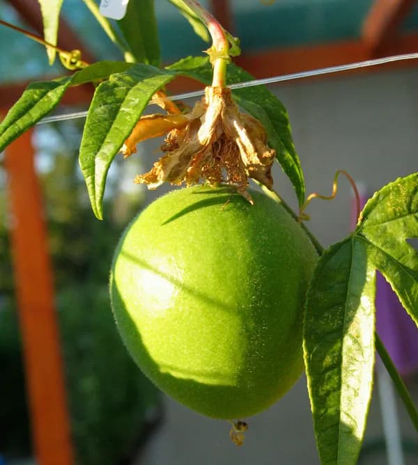 PASSIFLORA INCARNATA SEED OIL 대표 사진