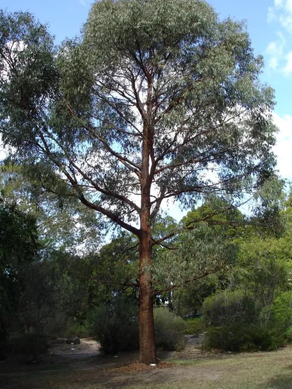 EUCALYPTUS RADIATA LEAF EXTRACT 대표 사진