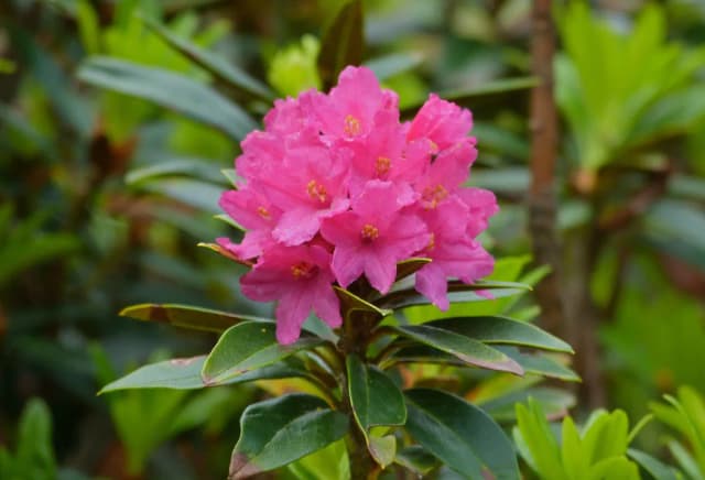 RHODODENDRON FERRUGINEUM EXTRACT 대표 사진