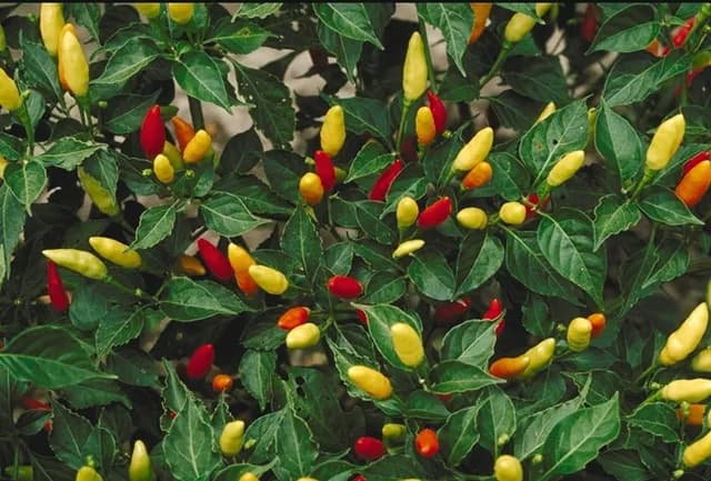 CAPSICUM FRUTESCENS FRUIT 대표 사진
