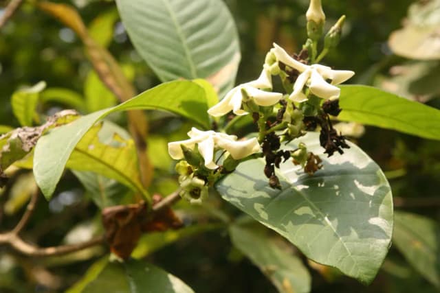 VOACANGA AFRICANA SEED EXTRACT Photo