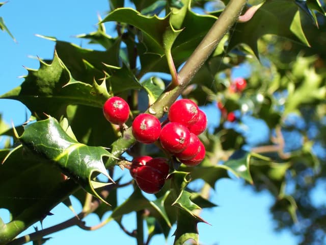 ILEX AQUIFOLIUM LEAF POWDER 대표 사진