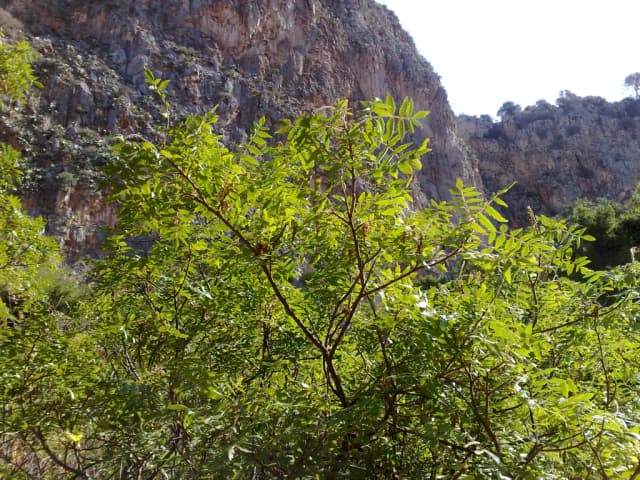 RHUS CORIARIA LEAF/STEM EXTRACT 대표 사진