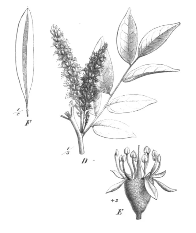 Myrocarpus frondosus, ext. 대표 사진