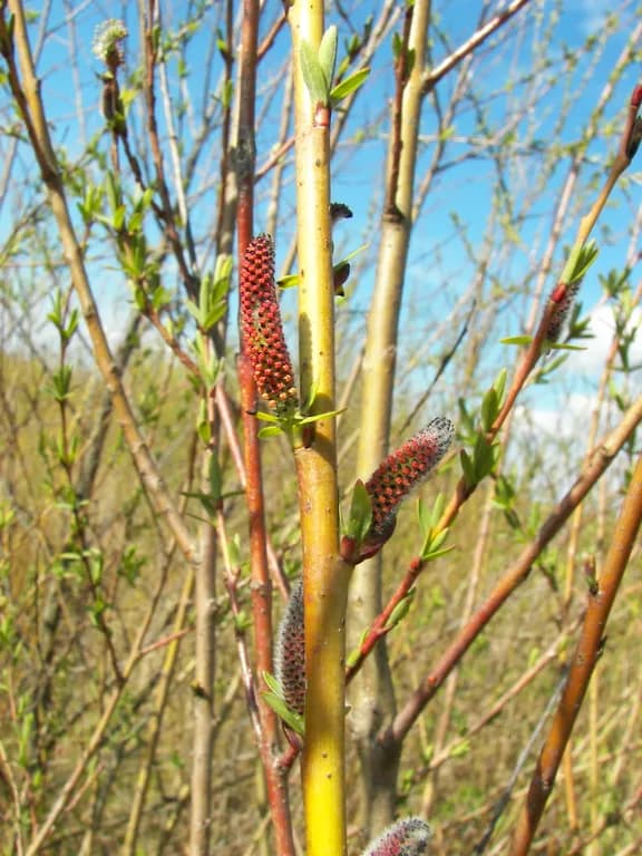 SALIX PURPUREA BARK EXTRACT 대표 사진