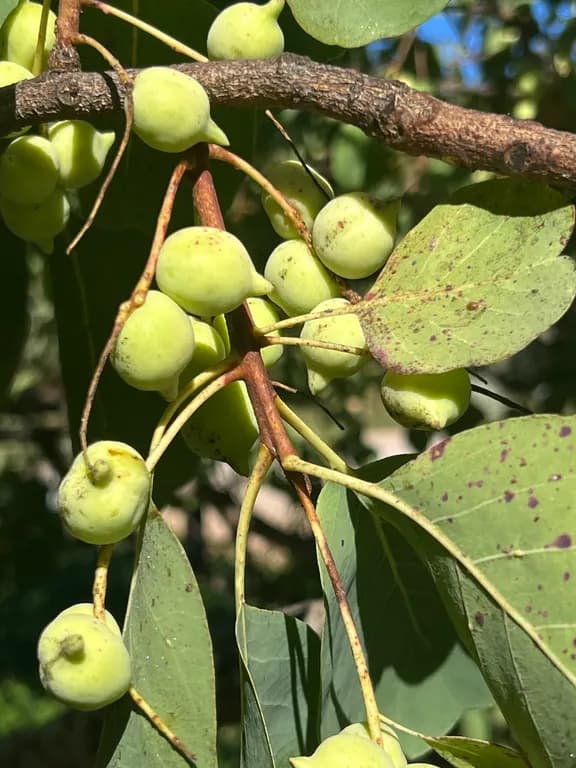 TERMINALIA FERDINANDIANA FRUIT POWDER 대표 사진