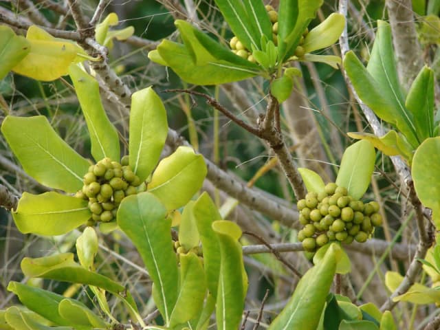 PITTOSPORUM VIRIDIFLORUM FLOWER EXTRACT 대표 사진