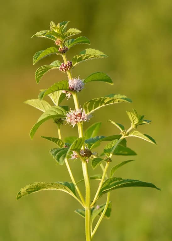 MENTHA ARVENSIS PIPERASCENS HERB OIL Photo